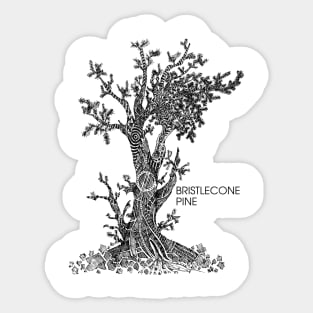 Bristlecone Pine Sketch Sticker